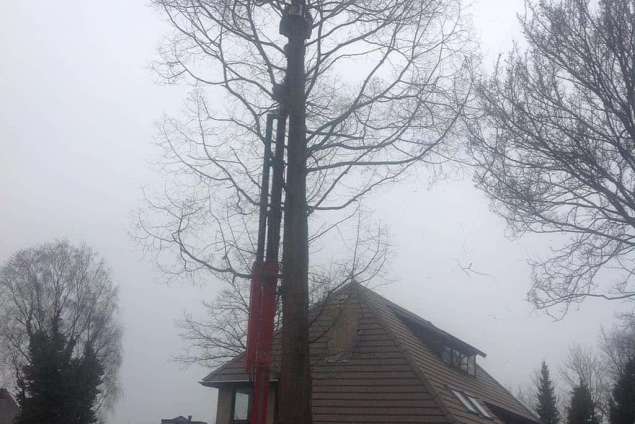 Verwijderen van bomen ,coniferen en struiken uit de tuin in Berkel Enschot. later worden alle stronken er uit gefreesd met een stronkenfrees